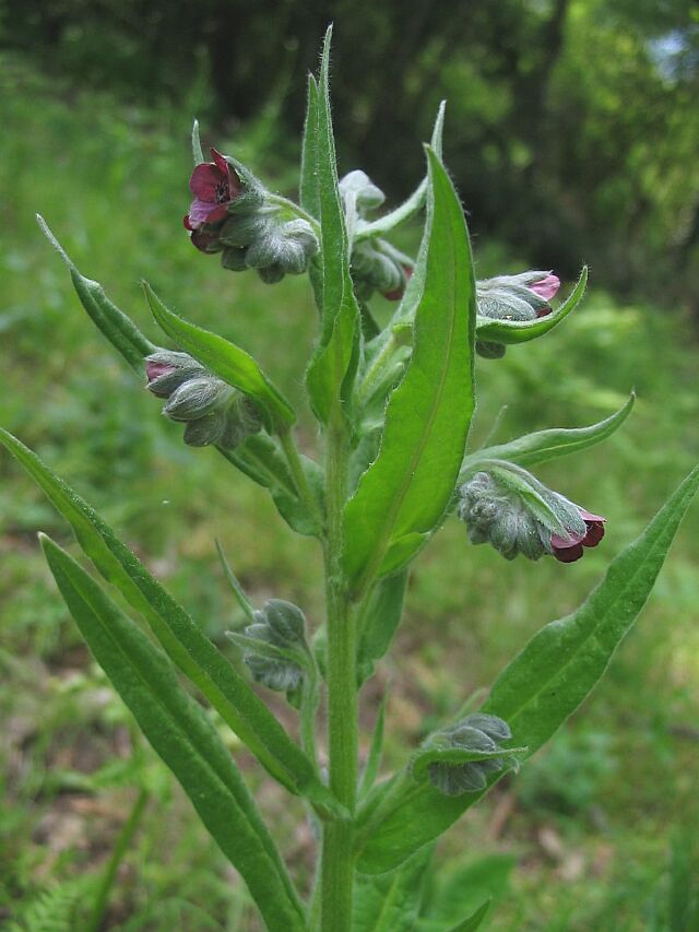 Cynoglossum officinale e Cynoglossum sp.